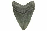 Serrated, Fossil Megalodon Tooth - South Carolina #374695-1